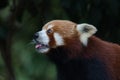 Cute Red panda Royalty Free Stock Photo
