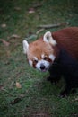 Cute Red panda Royalty Free Stock Photo