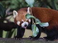 Cute Red panda Royalty Free Stock Photo