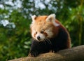 Cute red panda perched on the branch of a tree, looking out with a curious expression