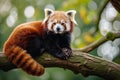 Cute Red Panda Perched On A Scenic Tree Branch