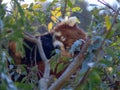 Red panda sleeping on a tree