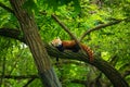 cute Red panda walking tree closeup and looking eyes