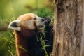 cute Red panda walking tree closeup and looking eyes