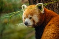 cute Red panda walking tree closeup and looking eyes