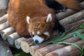 Cute red panda in zoo park Royalty Free Stock Photo