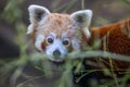 Cute red panda in a zoo Royalty Free Stock Photo