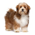 Cute red parti colored havanese puppy