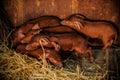 Cute red pigs of Duroc breed. He was recently born. Piglets are pressed against each other lying on straw. Concept small swine