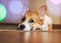Cute little red puppy dog Corgi lies on the floor and looks dreamy and with sad eyes on the background of festive circles of light Royalty Free Stock Photo