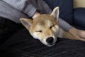Cute red puppy Shiba Inu dog, lying on man lap. Close-up trust, calm, care, friendship, love concept, comfortable moments of life Royalty Free Stock Photo