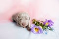 Cute red puppy weimaraner dog age week at the Royalty Free Stock Photo