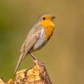 Cute red robin singing song Royalty Free Stock Photo