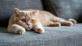 Cute red scottish fold cat with orange eyes lying on grey textile sofa at home. Generative Ai Royalty Free Stock Photo