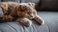 Cute red scottish fold cat with orange eyes lying on grey textile sofa at home. Generative Ai Royalty Free Stock Photo