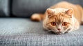 Cute red scottish fold cat with orange eyes lying on grey textile sofa at home. Generative Ai Royalty Free Stock Photo