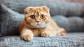Cute red scottish fold cat with orange eyes lying on grey textile sofa at home. Generative Ai Royalty Free Stock Photo