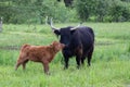 Cute red Scottish Highland calf standing in profile nuzzling its dark motherÃ¢â¬â¢s nose in a field Royalty Free Stock Photo