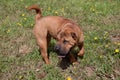 Cute red shar-pei puppy is playing on a green meadow.