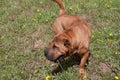 Cute red shar-pei puppy is playing on a green meadow. Pet animals.