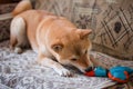 Cute red Shiba inu dog playing with a toy duck on the couch at home. Close-up. Happy cozy moments of life. Royalty Free Stock Photo