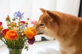 Cute red shiba inu dog is sniffling a bouquet of bright ranunculus flowers Royalty Free Stock Photo