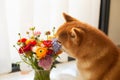 Cute red shiba inu dog is sniffling a bouquet of bright ranunculus flowers Royalty Free Stock Photo