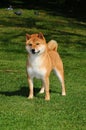 Cute red Shiba puppy on the lawn