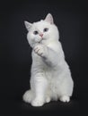 Cute red silver shaded cameo point British Shorthair ,Isolated on black background. Royalty Free Stock Photo