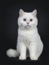 Cute red silver shaded cameo point British Shorthair ,Isolated on black background. Royalty Free Stock Photo