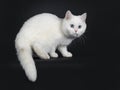 Cute red silver shaded cameo point British Shorthair ,Isolated on black background. Royalty Free Stock Photo