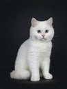 Cute red silver shaded cameo point British Shorthair ,Isolated on black background. Royalty Free Stock Photo