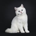 Cute red silver shaded cameo point British Shorthair ,Isolated on black background. Royalty Free Stock Photo