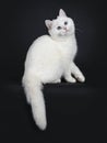 Cute red silver shaded cameo point British Shorthair ,Isolated on black background. Royalty Free Stock Photo