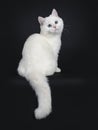 Cute red silver shaded cameo point British Shorthair ,Isolated on black background. Royalty Free Stock Photo