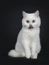 Cute red silver shaded cameo point British Shorthair ,Isolated on black background. Royalty Free Stock Photo