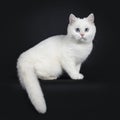 Cute red silver shaded cameo point British Shorthair ,Isolated on black background. Royalty Free Stock Photo