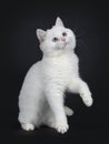 Cute red silver shaded cameo point British Shorthair ,Isolated on black background. Royalty Free Stock Photo