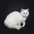 Cute red silver shaded cameo point British Shorthair ,Isolated on black background. Royalty Free Stock Photo