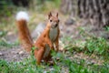 Cute red squirrel in autumn forerst Royalty Free Stock Photo