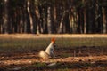 Cute red squirrel carrying nut in forest