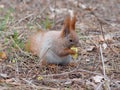 Cute red squirrel eating apple fruit and posing in the park Royalty Free Stock Photo