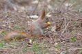 Cute red squirrel eating apple fruit and posing in the park Royalty Free Stock Photo