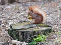 Cute red squirrel eating apple fruit and posing on the stump in Royalty Free Stock Photo