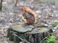 Cute red squirrel eating apple fruit and posing on the stump in Royalty Free Stock Photo