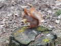 Cute red squirrel eating apple fruit and posing on the stump in Royalty Free Stock Photo