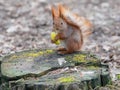 Cute red squirrel eating apple fruit and posing on the stump in Royalty Free Stock Photo