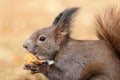 Cute red squirrel eating nut