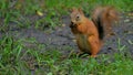 Cute red squirrel eating nut in the park Royalty Free Stock Photo