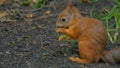 Cute red squirrel eating nut in the park Royalty Free Stock Photo
